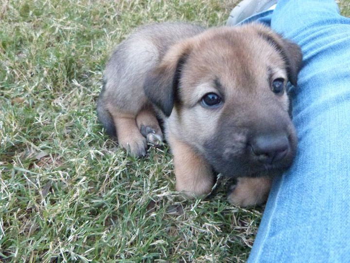 chinook dog